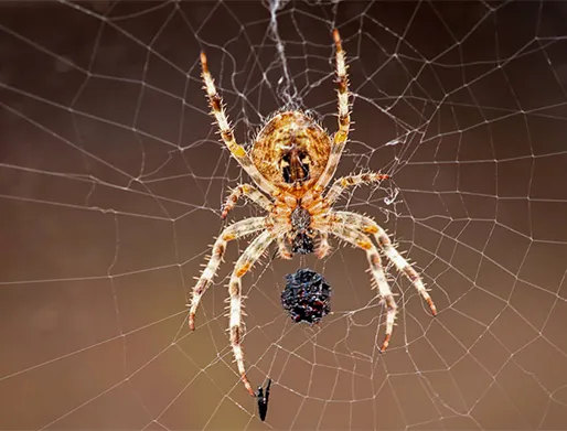 Empresa para Dedetização de Aranhas